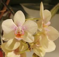 light yellow orchid close up