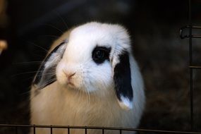 cute white rabbit with black ears