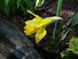 raindrops on a yellow daffodil in the garden