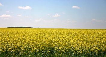 scenic oilseed rape field, germany, baden württemberg