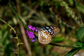 blue tiger butterfly on the flower