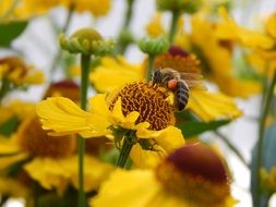 extraordinarily beautiful yelloy flowers