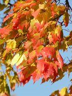 colorful autumn maple leaves against the blue sky