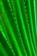 long green leaves of cactus