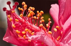 beautiful flower pink petals