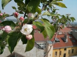 wonderful cute flower