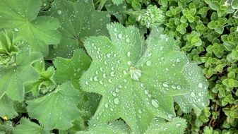 green leaves of plants