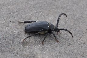 Close-up of a black and brown cockchafer