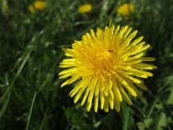 yellow dandelion among green grass close-up