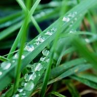 green grass with raindrops close