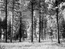 forest trees black and white recording