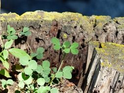 clover plant growing in rotten tree stump