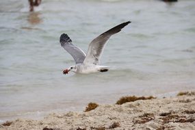 Beautiful and colorful, flying seagull with strawberry in its beak by the sea