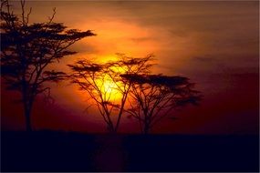 golden sunset over african savanna