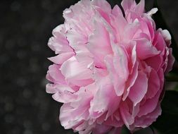 side view of a lush peony flower