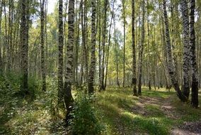 spring green birch forest