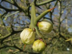 poncirus trifoliata on the bush