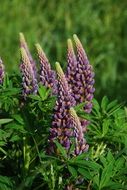 fascinating lupine flower