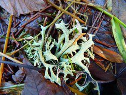 Lichen in the forest