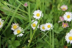 White and pink daisies among green grass