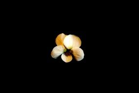 closeup of a flower on a black background