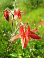 canada columbine flowers