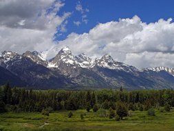 grand teton flowers peaceful panorama