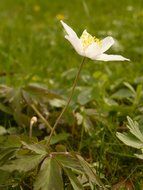 lone anemone among meadow