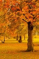 golden leaf autumn foliage