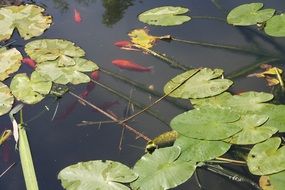 red crucian and green leaves swim in the pond