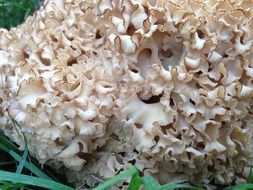 cauliflower mushroom