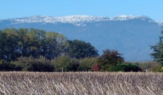 wheat field at the foot of the mountains in france