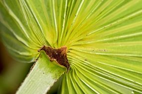 Caribbean palm tree