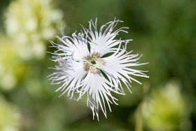 torn white flower petals