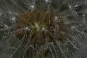 fluffy dandelion seeds