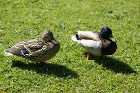 duck and drake on the green lawn