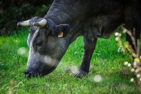 cows grazing on a grass
