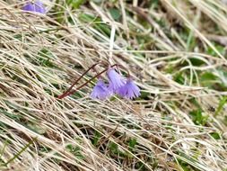 blooming alpine soldanella in the grass