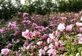 bright flowering wild rose bushes