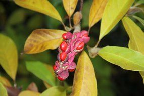 magnolia seeds