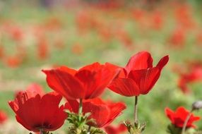 Red blooming flowers in spring