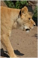 lioness big cat