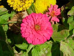 Beautiful pink and yellow garden flowers with green leaves in garden
