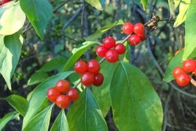 greenery red berries