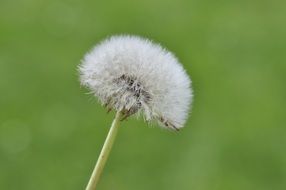 white dandelion with seeds on a blurred green background