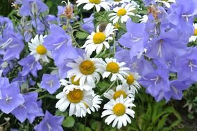 bluebells and daisies on meadow close-up