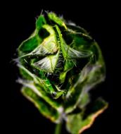 dark green weed