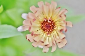 pink and yellow flower blooming closeup