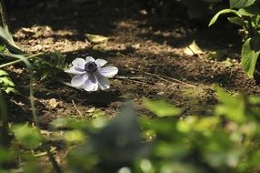 Beautiful, blooming, violet flower on a ground among other plants