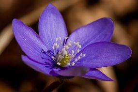 bright purple flower